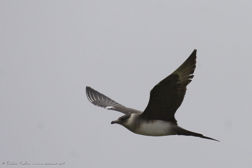 Parasitic Jaeger male adult