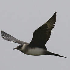 Parasitic Jaeger