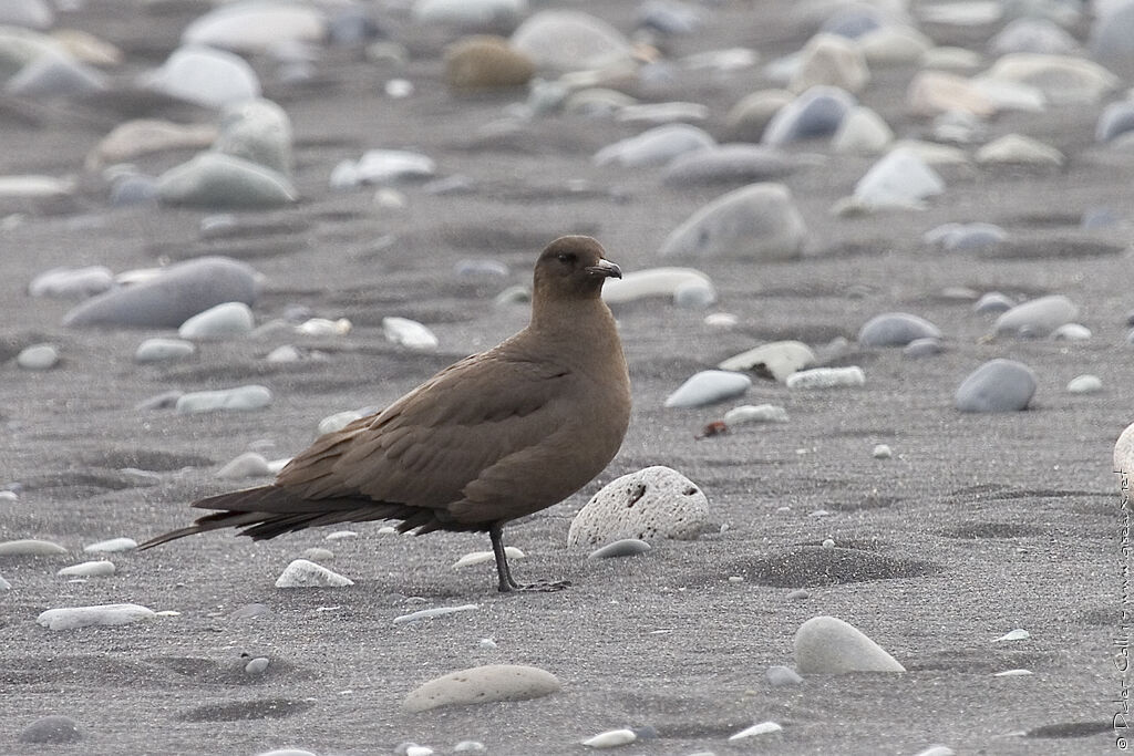 Parasitic Jaeger female adult, identification