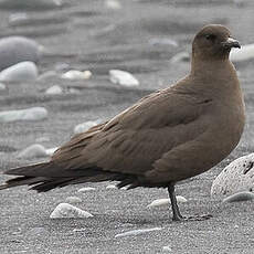 Parasitic Jaeger