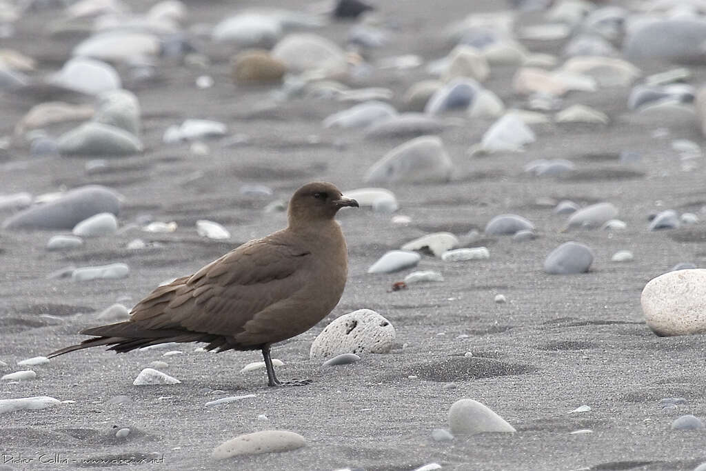 Parasitic Jaegeradult breeding, identification