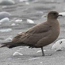 Parasitic Jaeger