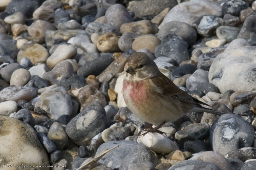 Common Linnet male adult, identification