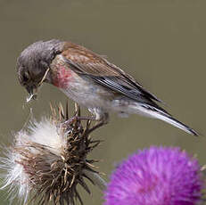 Common Linnet