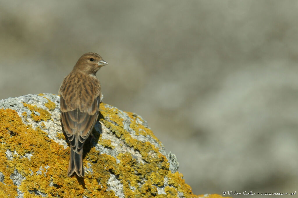 Common Linnet