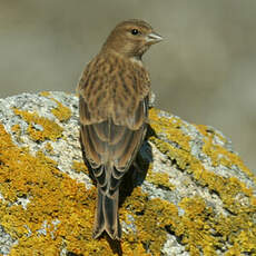 Common Linnet