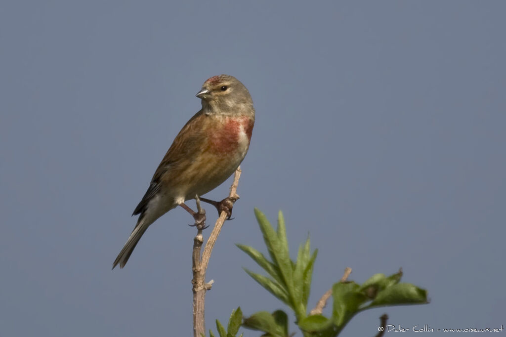 Linotte mélodieuse mâle adulte, identification