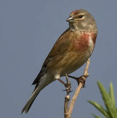 Common Linnet