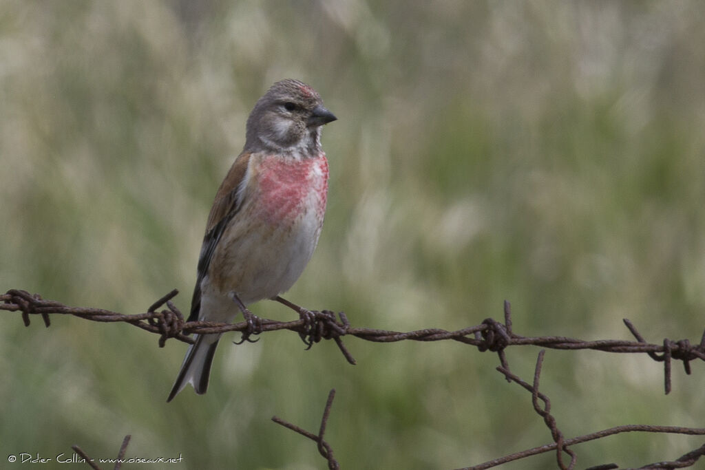 Linotte mélodieuseadulte