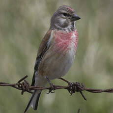 Common Linnet