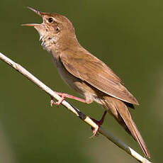 Savi's Warbler