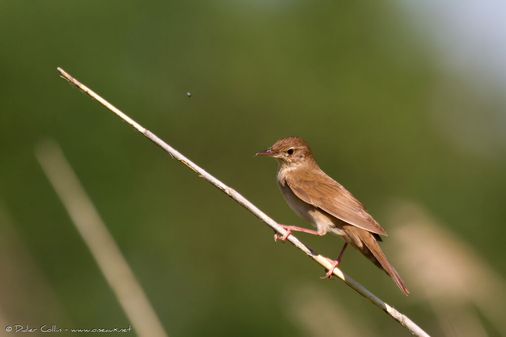 Savi's Warbleradult, identification