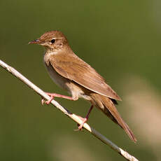 Savi's Warbler