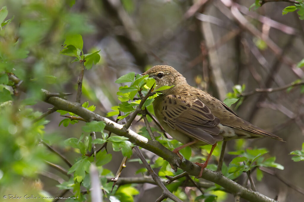 Common Grasshopper Warbler