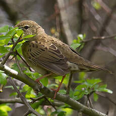 Common Grasshopper Warbler