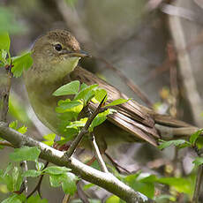 Common Grasshopper Warbler