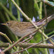 Common Grasshopper Warbler