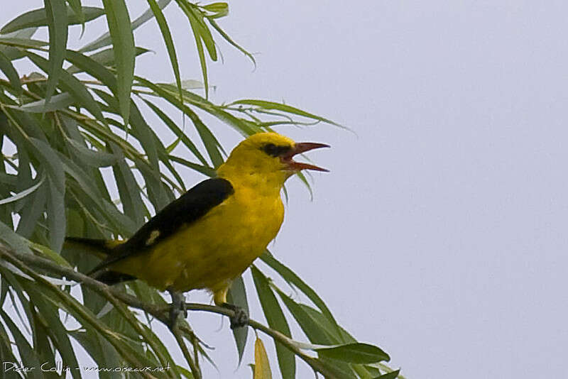 Eurasian Golden Oriole male adult, song