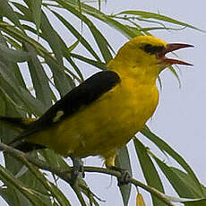 Eurasian Golden Oriole