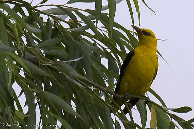 Eurasian Golden Oriole male adult