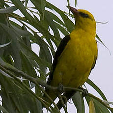 Eurasian Golden Oriole