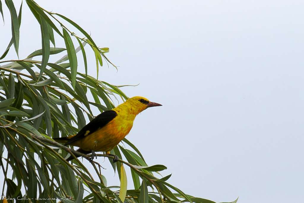 Eurasian Golden Oriole male adult