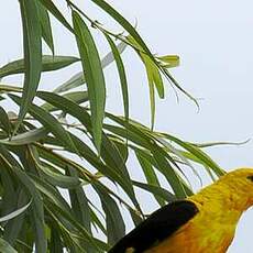 Eurasian Golden Oriole