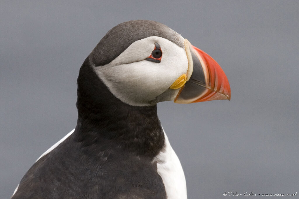 Atlantic Puffinadult breeding