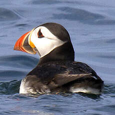 Atlantic Puffin