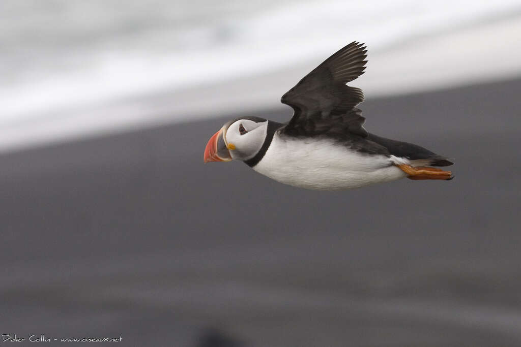 Atlantic Puffinadult breeding, Flight