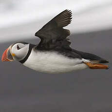 Atlantic Puffin