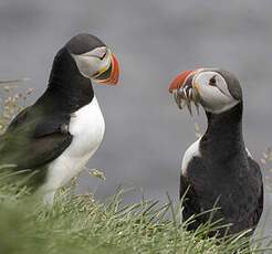 Atlantic Puffin