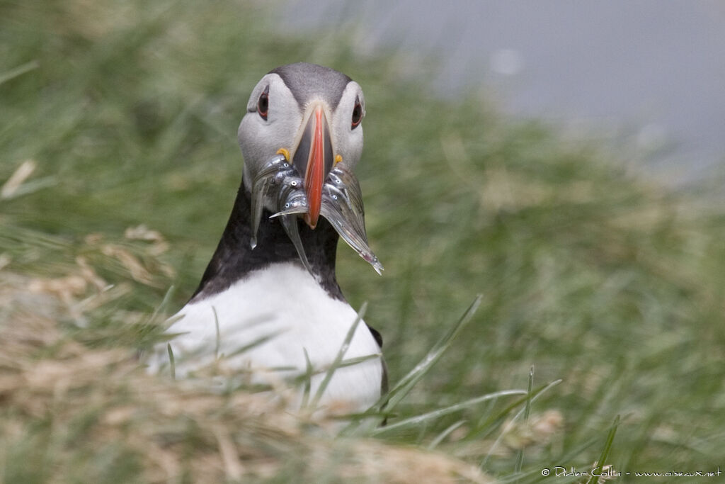 Atlantic Puffinadult breeding, feeding habits, Behaviour