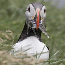 Atlantic Puffin