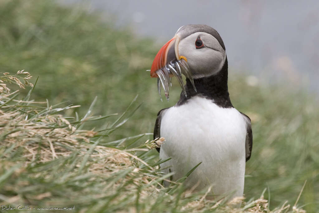 Atlantic Puffinadult breeding, feeding habits, Reproduction-nesting, Behaviour