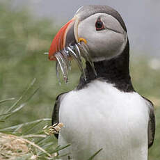 Atlantic Puffin