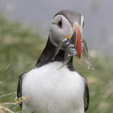 Atlantic Puffin