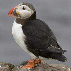 Atlantic Puffin