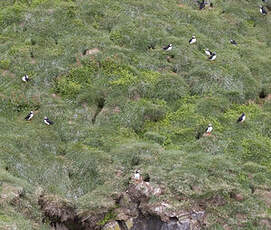 Atlantic Puffin