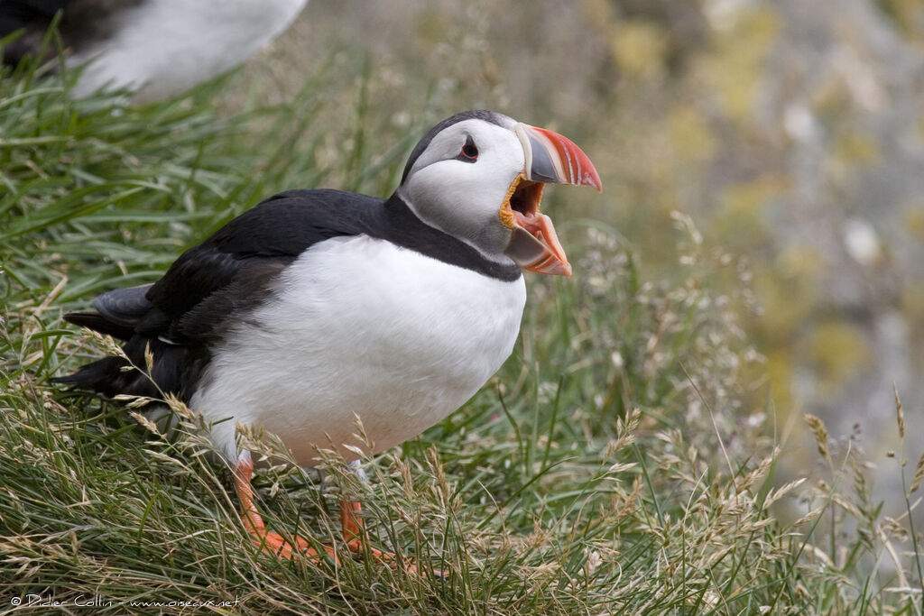 Atlantic Puffinadult breeding, song