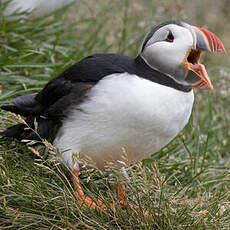 Atlantic Puffin