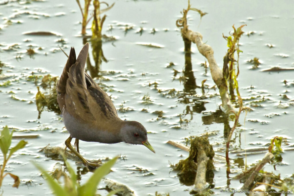 Little Crake male adult, identification