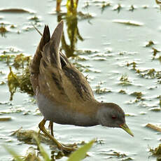 Little Crake