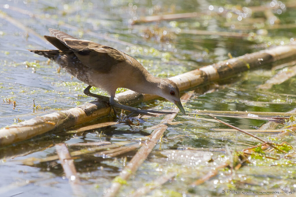 Little Crake female adult, identification