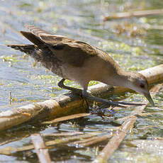 Little Crake