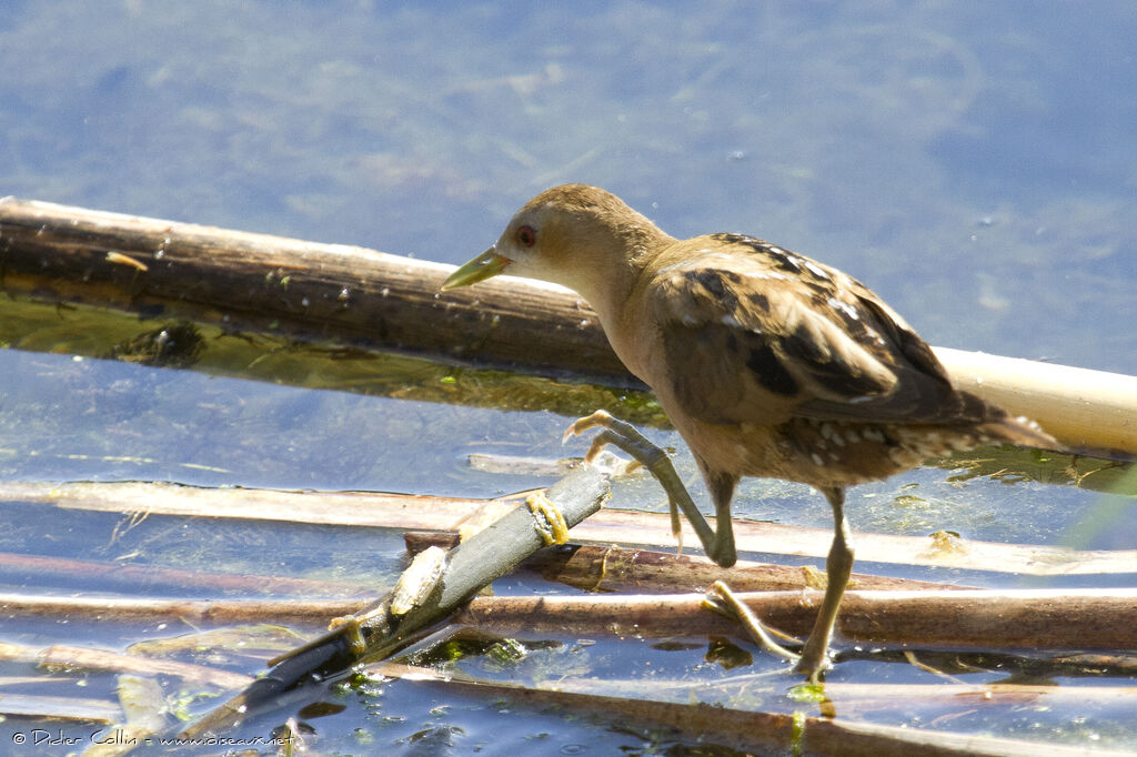 Little Crake female adult, identification