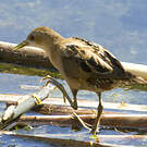 Marouette poussin