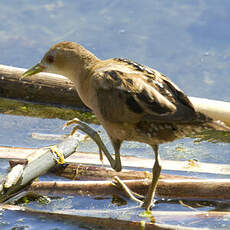 Little Crake