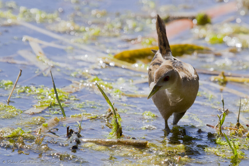 Little Crake female adult