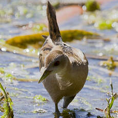 Little Crake